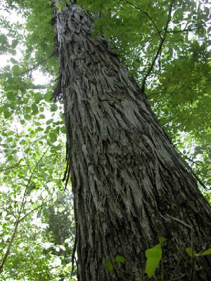 Farmtree.jpg
